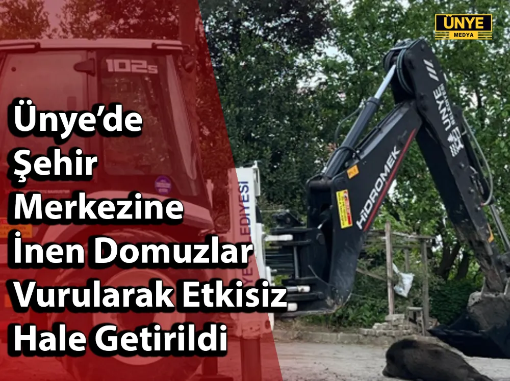 Ünye’de Şehir Merkezine İnen Domuzlar Vurularak Etkisiz Hale Getirildi