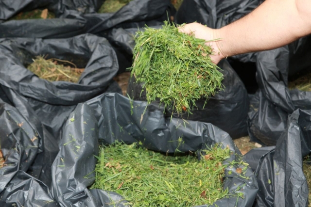 PARK-BAHÇE ÇİMLERİ HAYVANLARIN YEM İHTİYACINI KARŞILIYOR