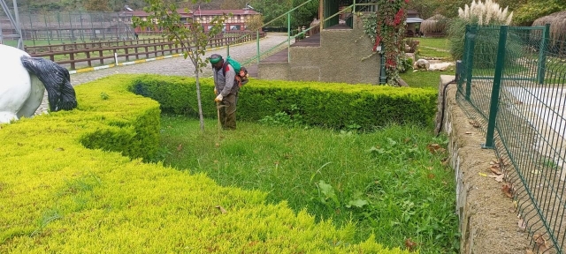 PARK-BAHÇE ÇİMLERİ HAYVANLARIN YEM İHTİYACINI KARŞILIYOR
