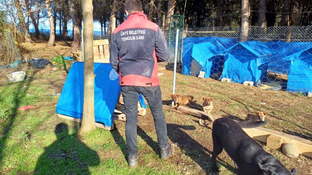 ÜNYE BELEDİYESİ’NDEN SOKAK HAYVANLARINA YENİ BARINAKLAR